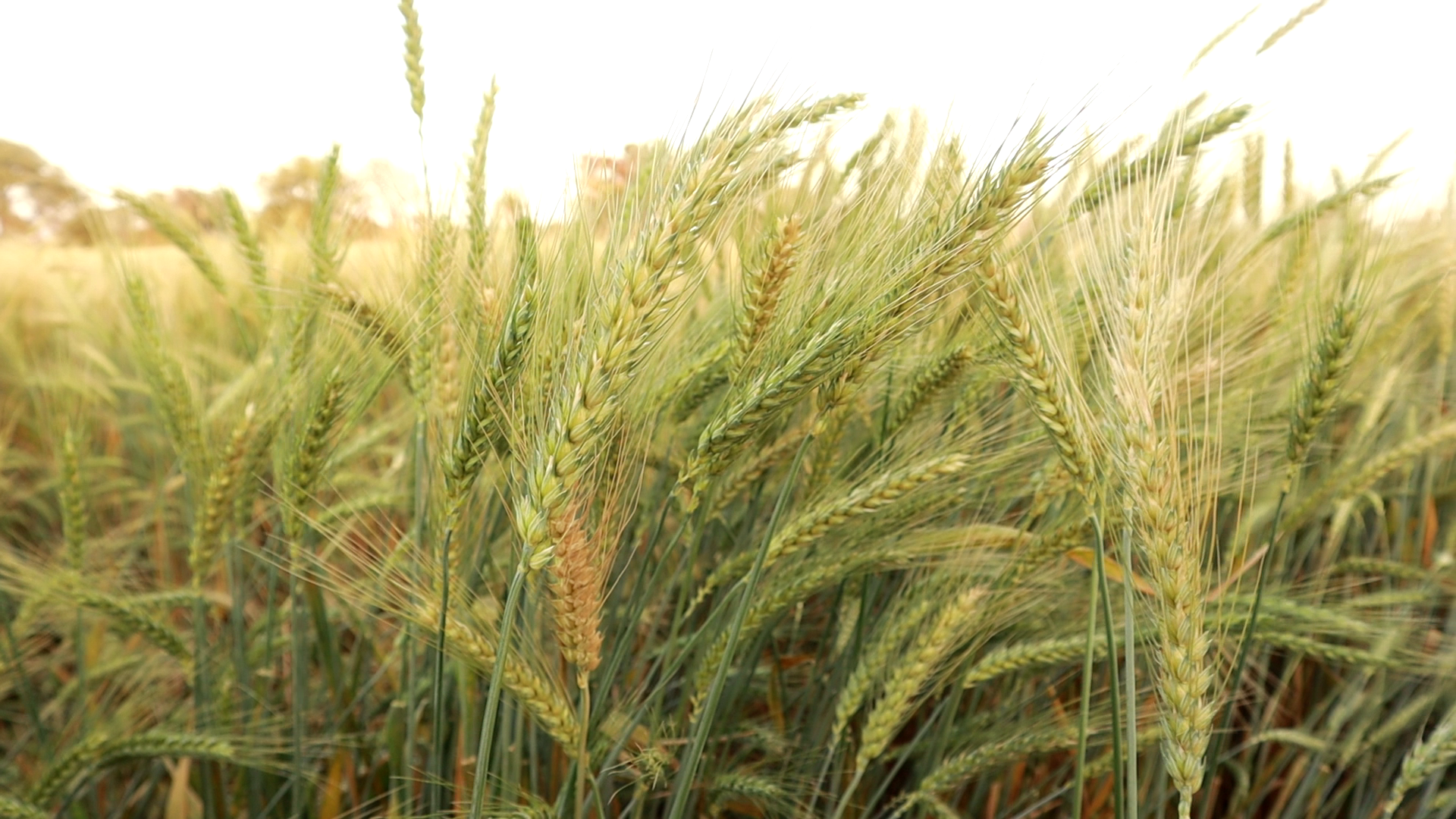 Wheat Raj 3077
